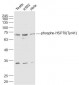 phospho-HSP70 (Tyr41) Rabbit pAb